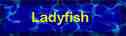 Button_Ladyfish.jpg (5602 bytes)