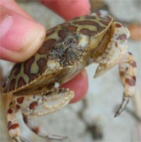 calico crab