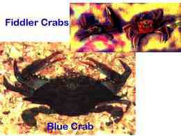 Crabs.jpg (6867 bytes)