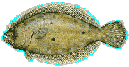 flounderbutton.gif (6141 bytes)