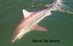 black tip shark