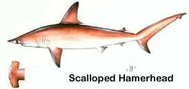 scalloped hammerhead